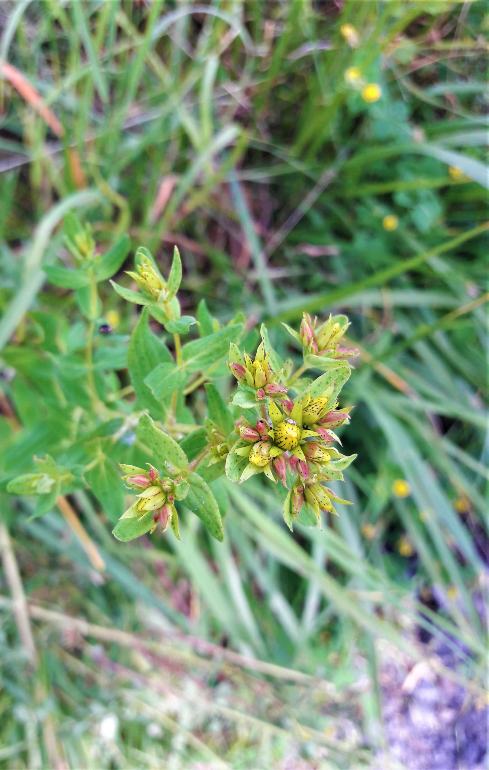 Johanniskraut mit ersten Blüten